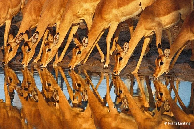 Frans Lanting