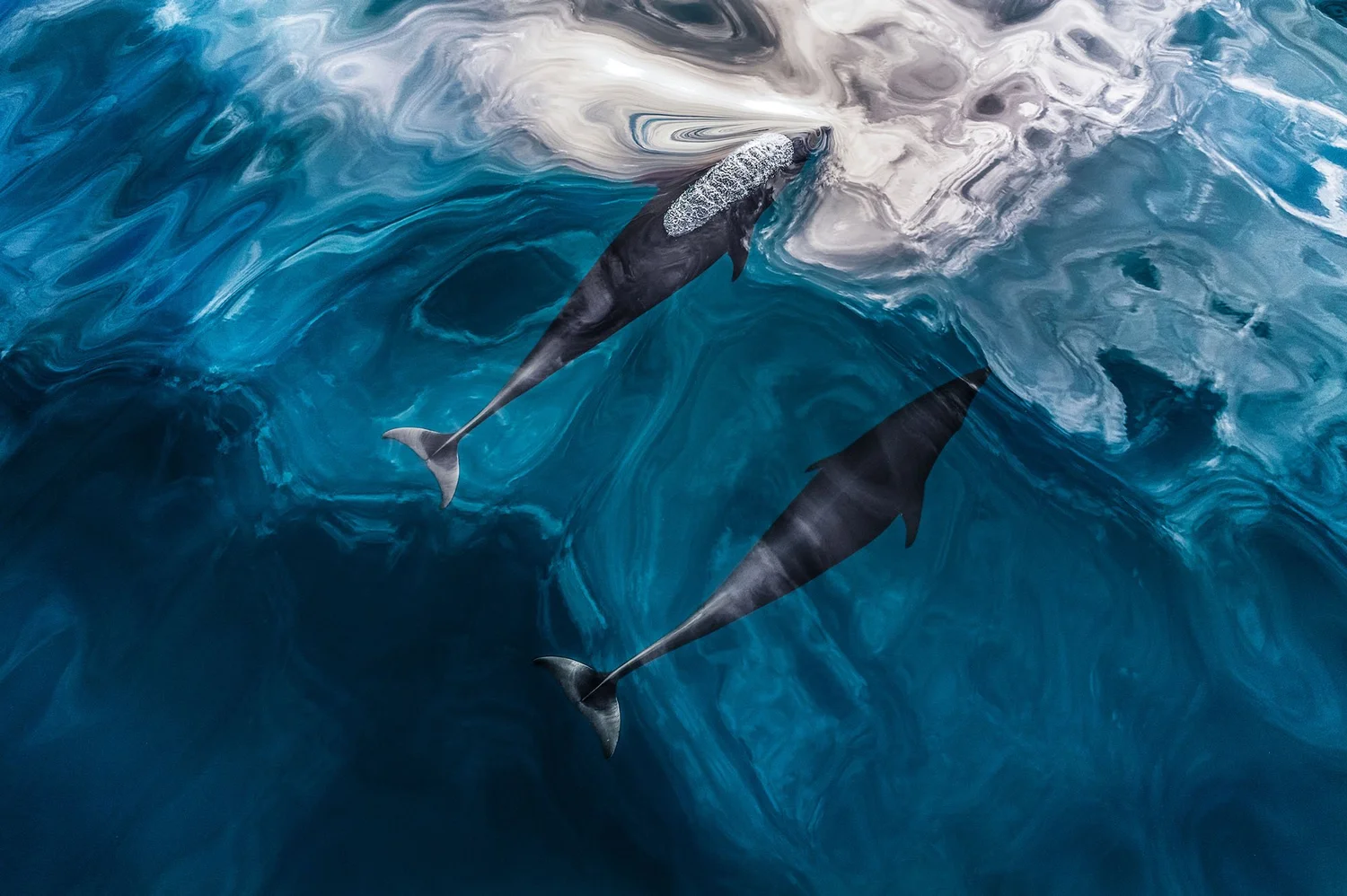 Paul Nicklen